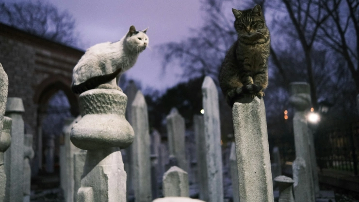 Gatos en Estambul, Turquía.