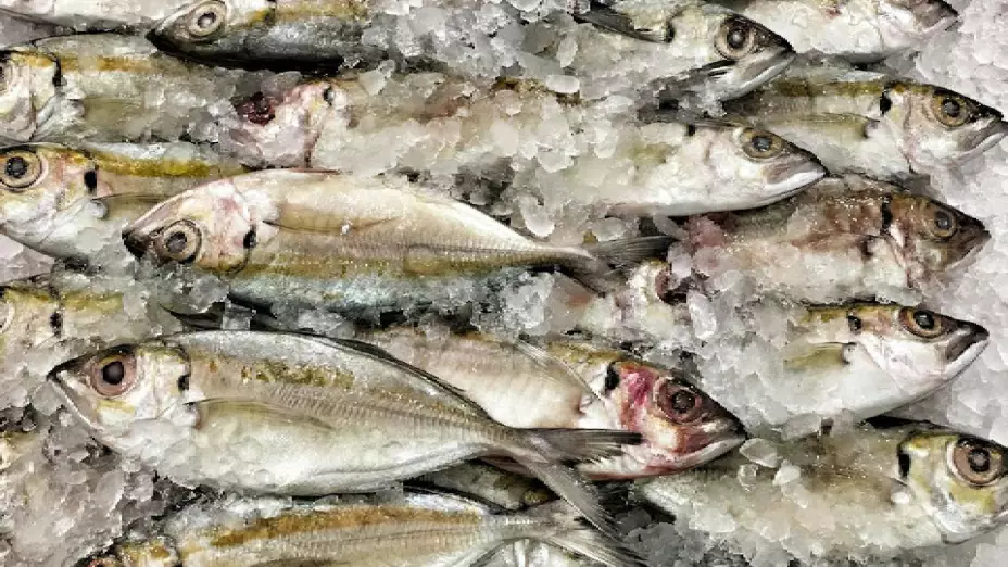 Refrigeración adecuada de mariscos