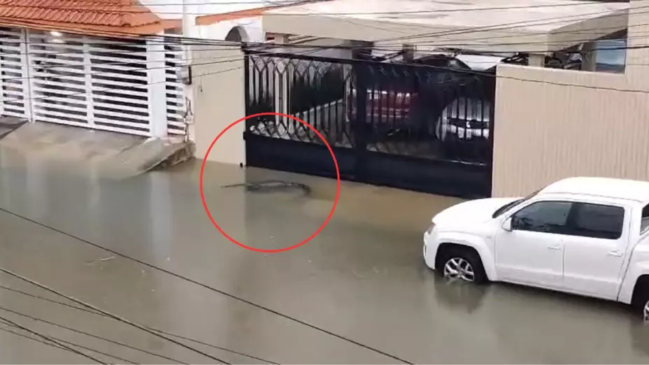 Captan a un cocodrilo nadando en calles inundadas de Ciudad Madero, Tamaulipas
