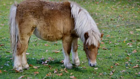 Caballos de batalla, Edad Media, ponis 1.jpg