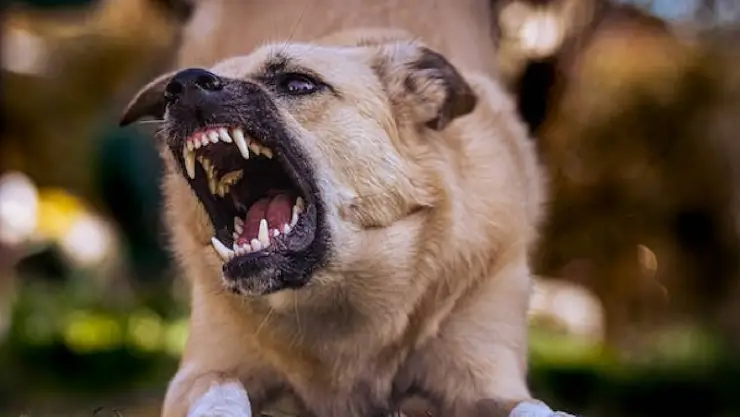 Niña fue mordida por un perro en la cara en restaurante “pet friendly”
