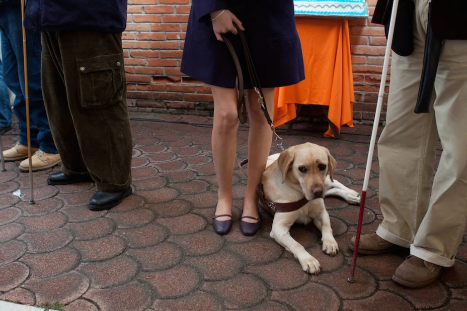 Perro Guía