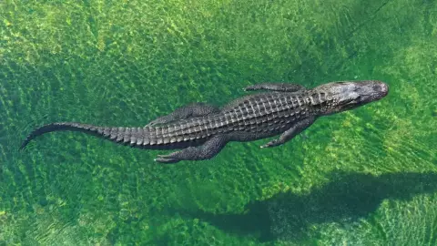 cocodrilo en la laguna de bacalar.jpg