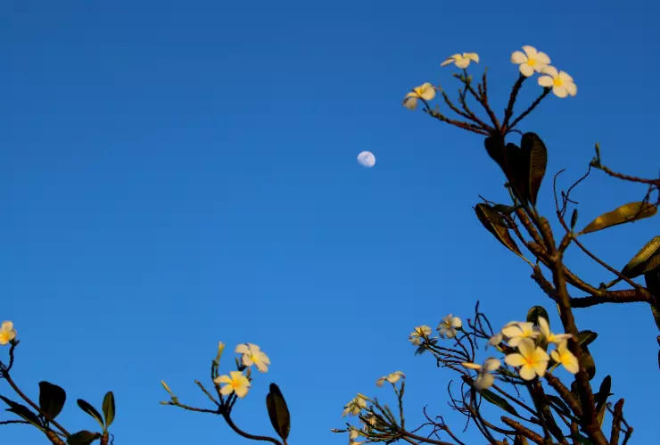 Luna de Flores 2025.