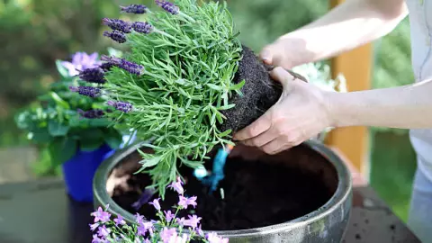 Lavanda