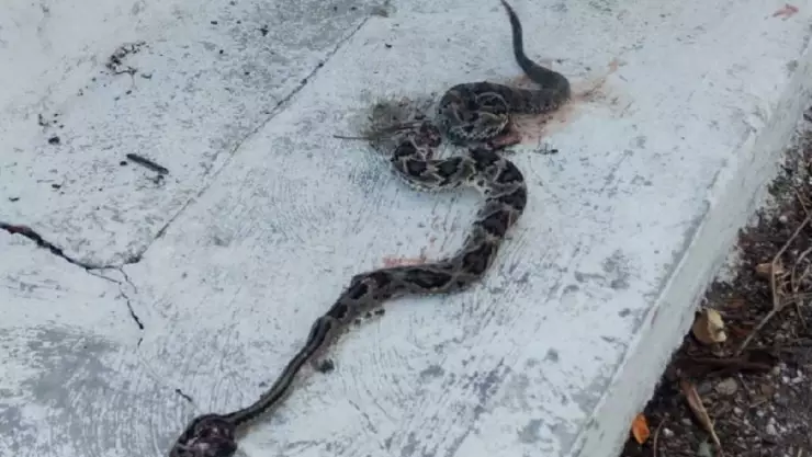 PORTADA serpiente venenosa Yucatán.jpg