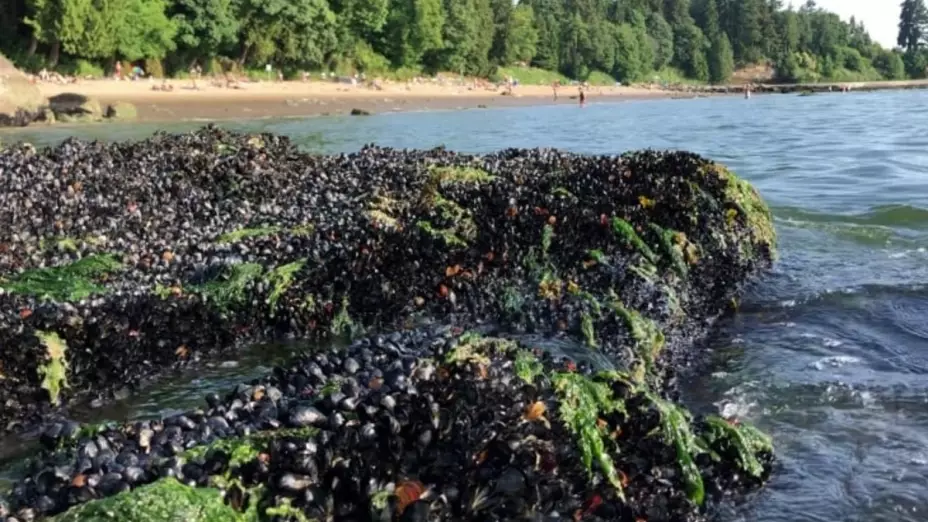 Canadá mejillones ola de calor.jpg