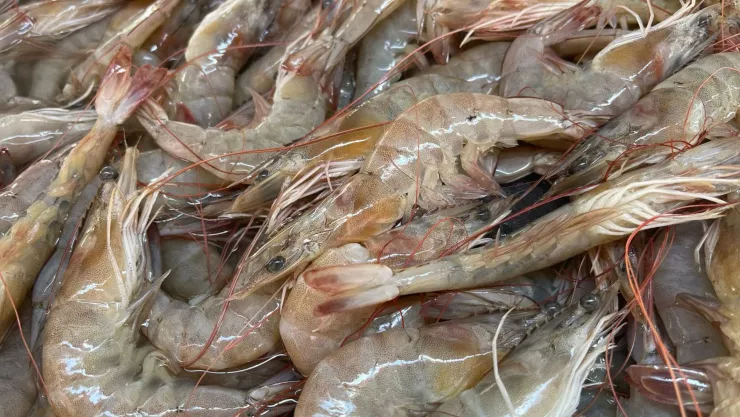 Pesca de camarón en Sinaloa