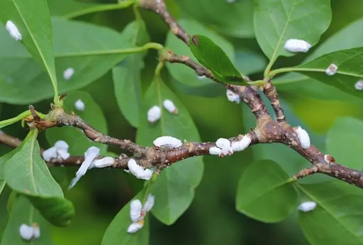 Solución definitiva con aceite de neem para erradicar la cochinilla algodonosa