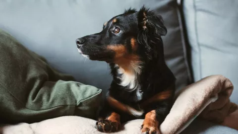 ¿Sale más caro el ‘perrhijo’? El costo de consentir a tu mascota, según Condusef