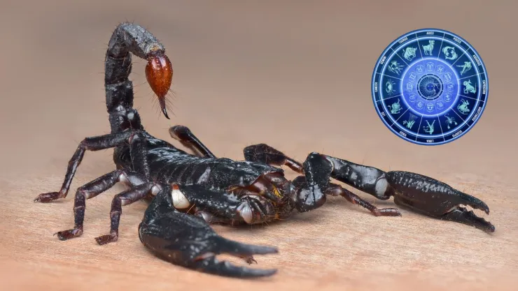 Horóscopo mensual escorpio ¿Qué le depara a tu signo en diciembre 2024?