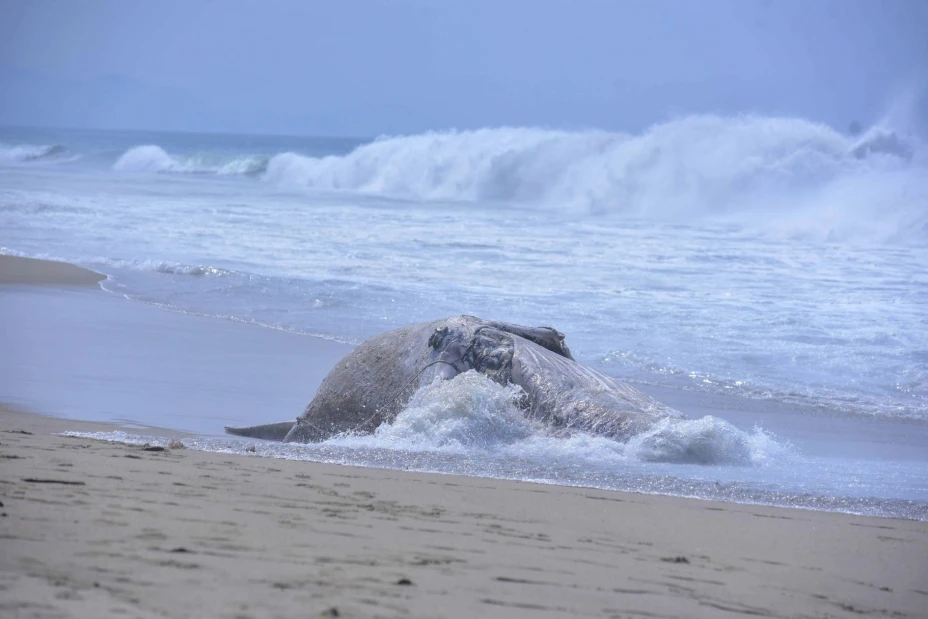 Acapulco Ballena Muerta