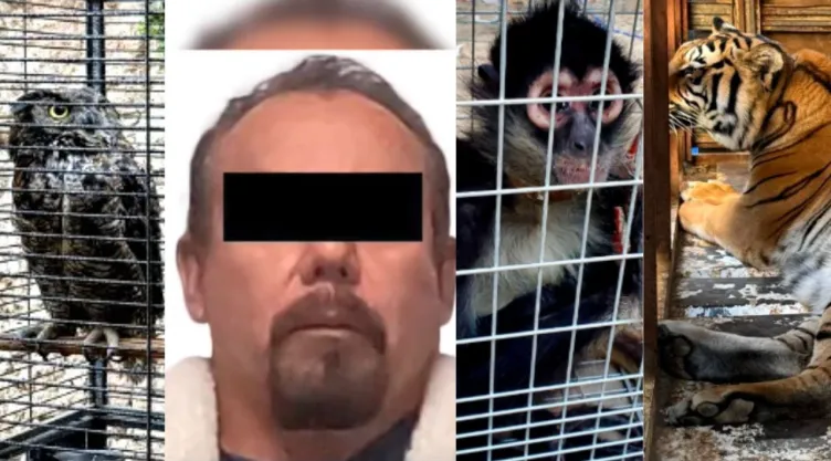 Armas, cartuchos y animales exóticos asegurados tras cateo en Tijuana
