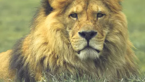 ¡Hoy es el Día Mundial del León!