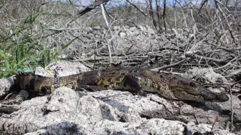 Creciente arroja a enorme cocodrilo en calles de Río Lagartos