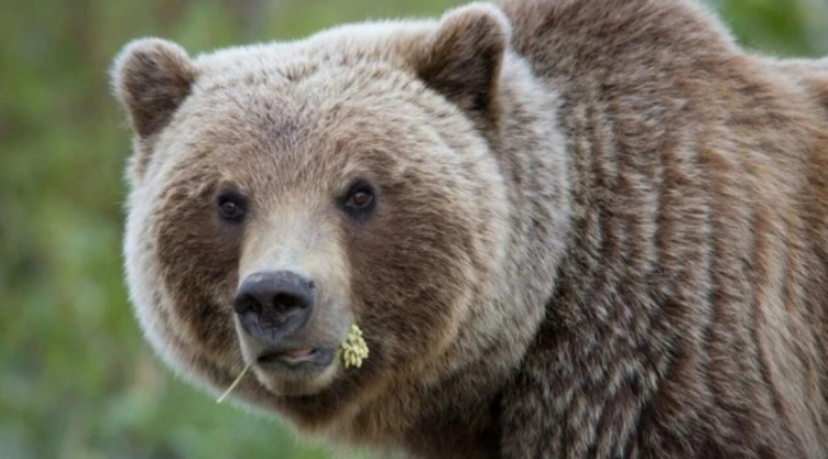 oso-montana.jpg