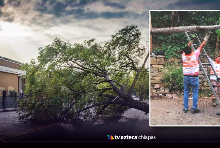 ¡Alerta en Tuxtla Gutiérrez! Aumentan reportes de árboles peligrosos tras trágico incidente en hotel