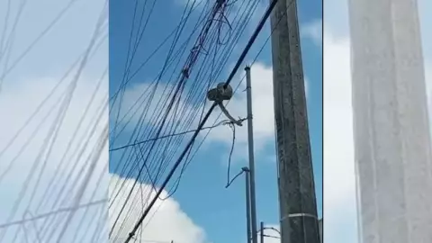 VIDEO ¿Qué es eso Hallan boa en Cancún sobre cableado eléctrico