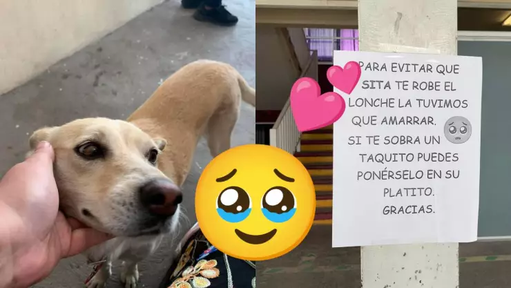 ¡Es comelona! Colegio adopta a una perrita y la amarran durante el recreo por robarse los almuerzos