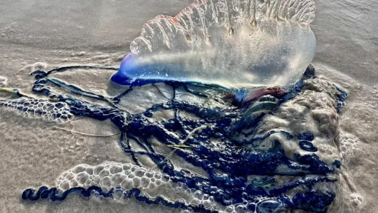 una vista de este fantástico organismo marino captado en una playa texana