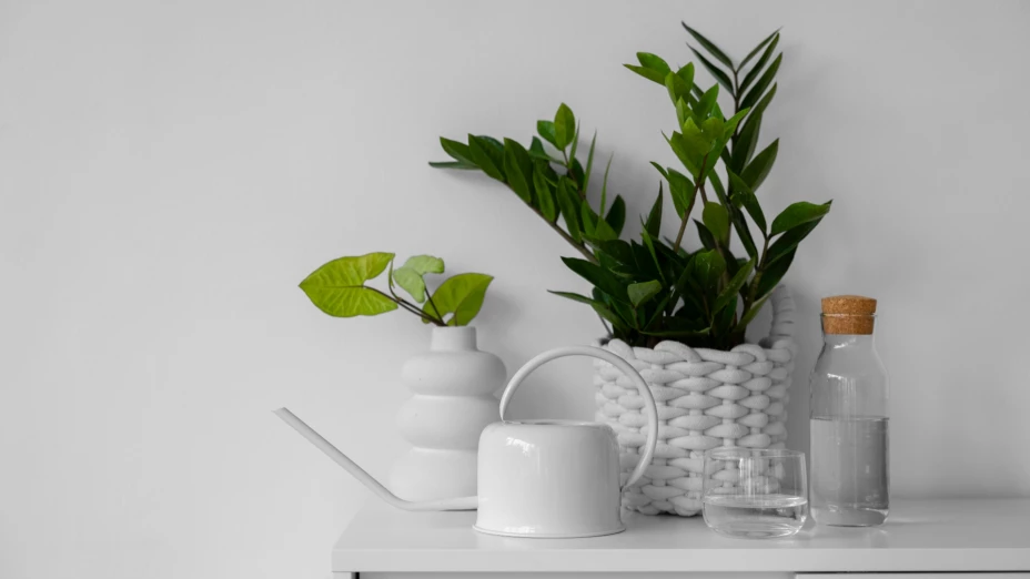 plantas que ahuyentan cucarachas