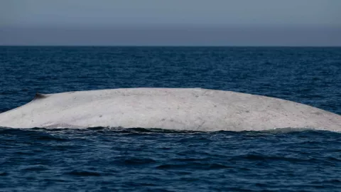 Ballena azul albina en Baja California