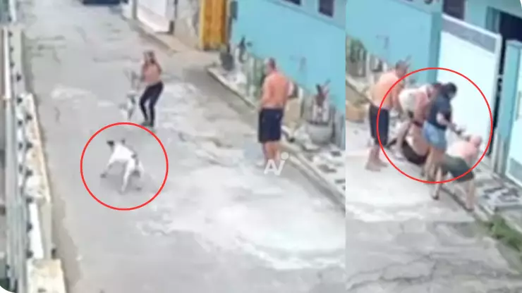 ataque de perro en Brasil.png