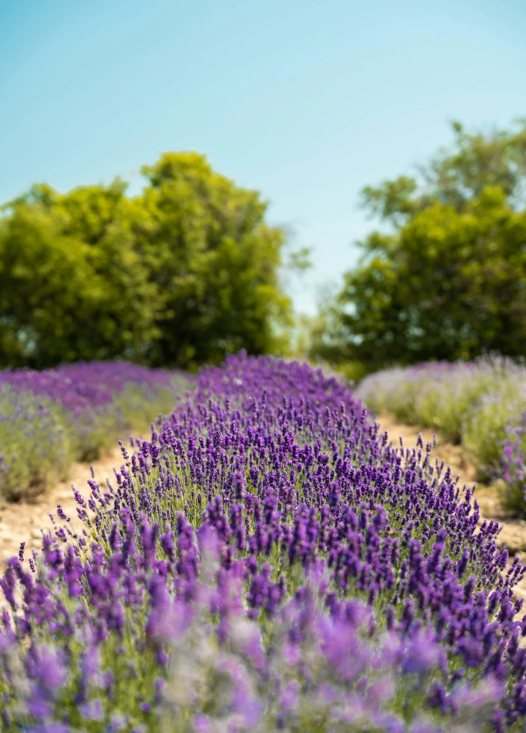 historia del perfume campos de flores francia