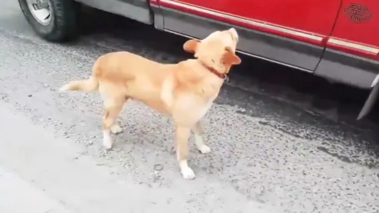VIDEO: Captan momento en que perro fue abandonado por familia en la carretera a Atlixco