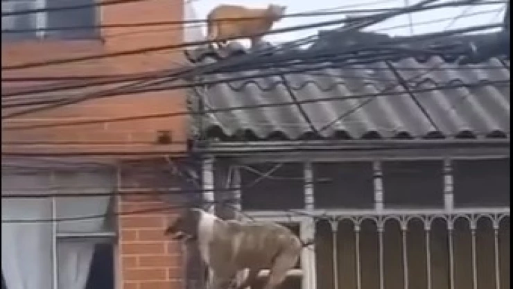 perro atorado en cables de luz
