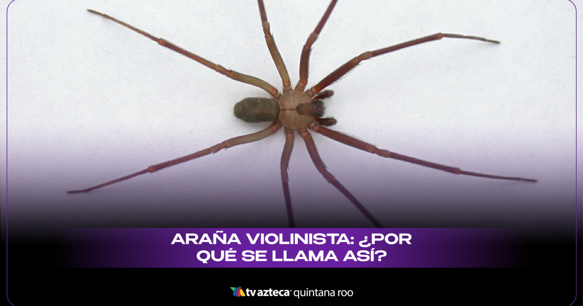 Araña violinista: ¿Por qué se llama así y cómo identificarla?