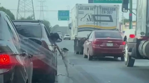 ABANDONAN A PERRO EN MONTERREY.jpg