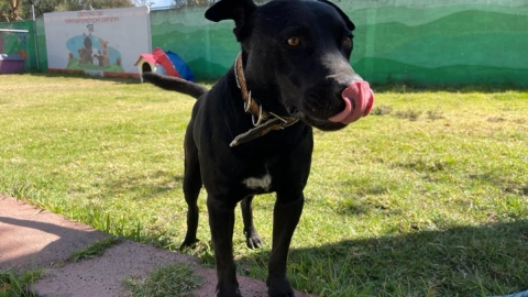 cómo adoptar perrito rescatado Metro CDMX