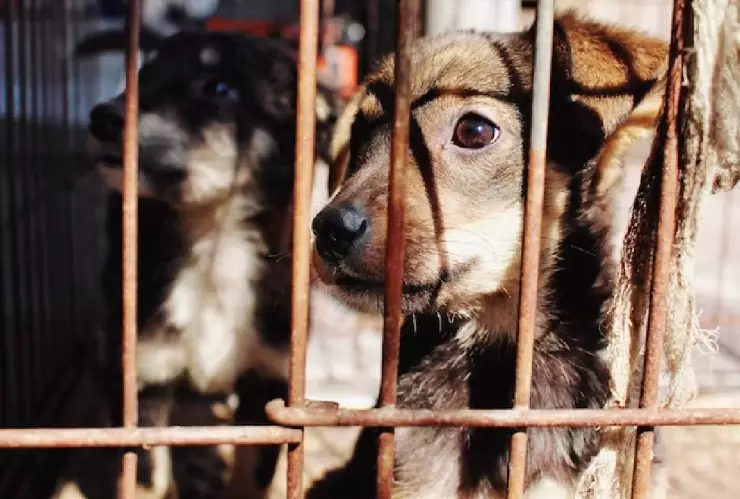 Aumentan penas por delito de maltrato animal en Quintana Roo