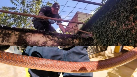 ¡De miedo! Familia de Valladolid pide AYUDA al encontrar serpiente cola negra dentro de su casa