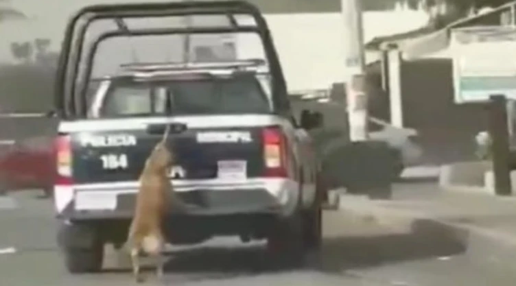 VIDEO: Patrulla de policía arrastró a una perrita en Tizayuca; ¿qué fue lo que pasó?