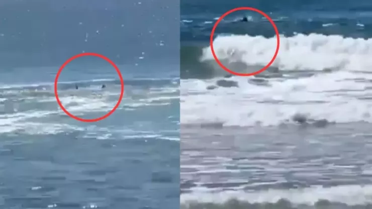 VIDEO: Captan cuando joven es devorado por un tiburón en aguas de una playa