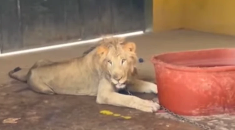 León echado a un lado de un tambo rojo de agua
