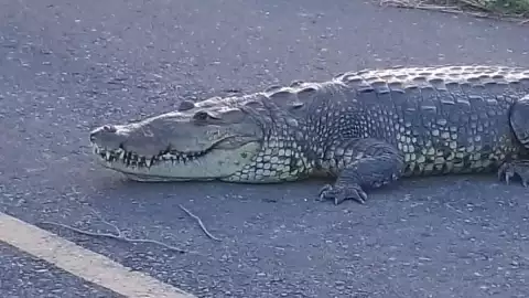 Cocodrilo Vega de Alatorre.