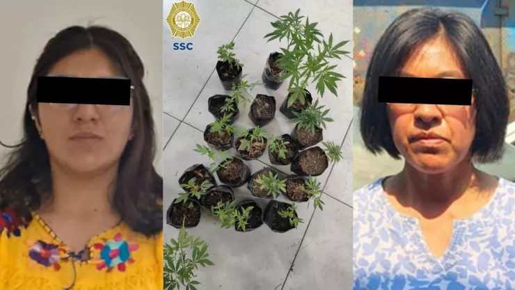 Detiene a mujeres por vender macetas de marihuana en la Central de Abasto en Iztapalapa