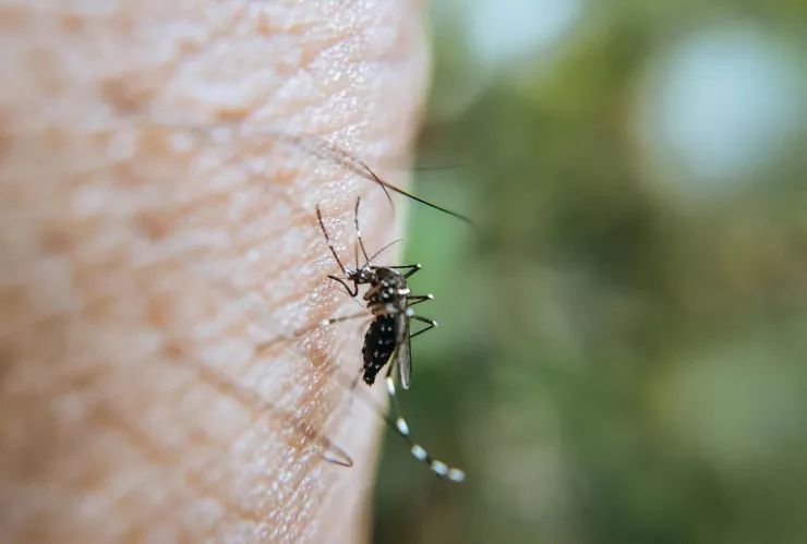 La poderosa planta que te ayudará como repelente de mosquitos en esta temporada de lluvias en Aguascalientes