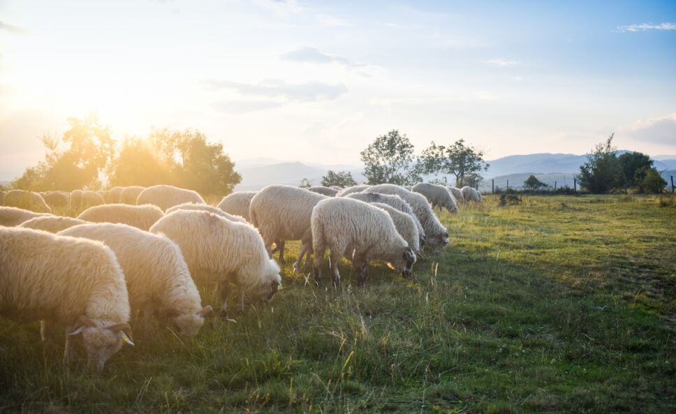 Animales que se crian de forma libre