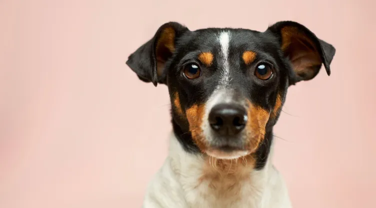 ¿Cómo evitar los ataques de un perro?
