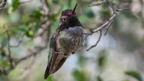 Colibrí