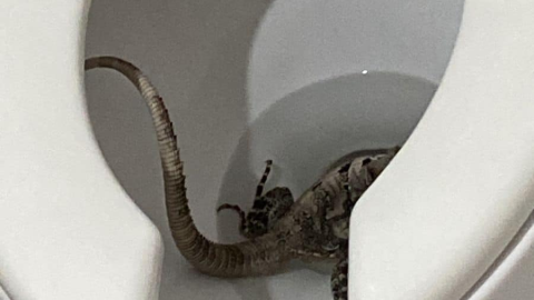 FOTO Habitante del fraccionamiento Las Américas halla un tolok en el inodoro de su casa