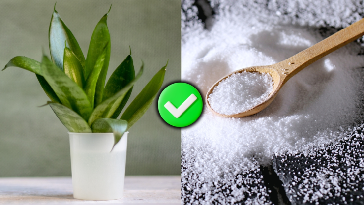 /estilo-de-vida/ritual-sal-gruesa-sansevieria-para-que-sirve