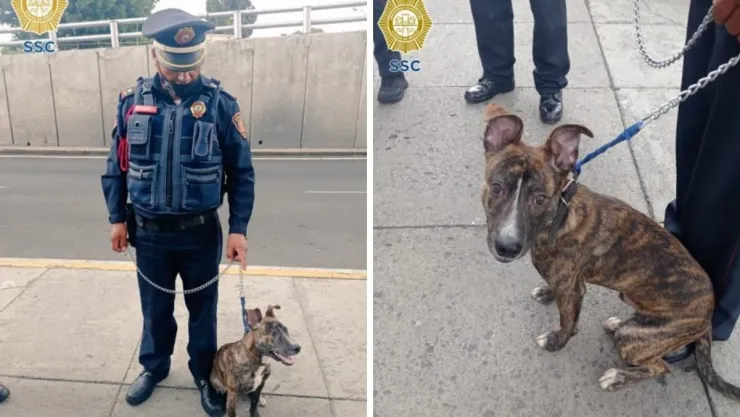 policia-perrito.jpg