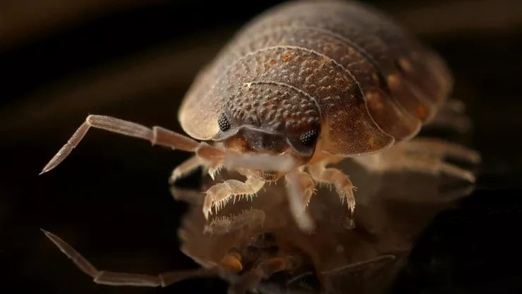 ¿Cómo acabar con los ácaros que viven en tu colchón?