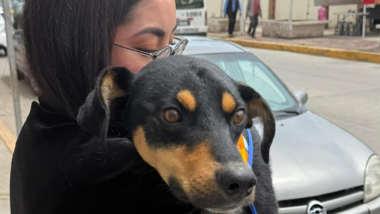 rescatan a perro árbol.jpg