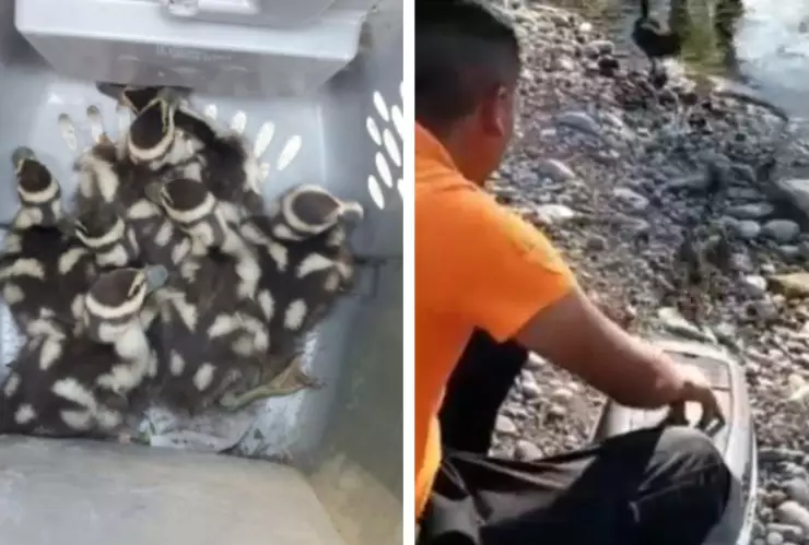 patitos drenaje Guadalupe